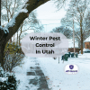 Winter Rodent Protection in Utah: Keep Mice Out